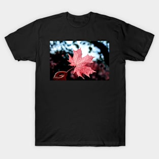 Hand holding red maple leaf T-Shirt